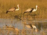 Africa 152 : Africa, Animal, Bird, Botswana, Okavango, Vumbura Plains, Waddled Crane